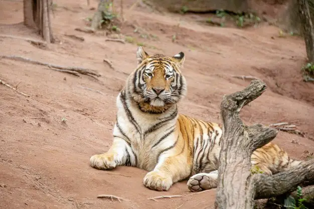 छत्तीसगढ़ में बनेगा देश का तीसरा बड़ा टाइगर रिजर्व
