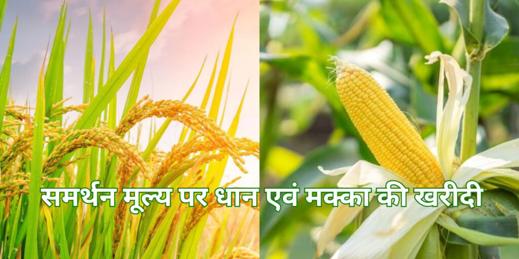 समर्थन मूल्य पर धान एवं मक्का की खरीदी के लिए किसानों का पंजीयन 31 अक्टूबर तक