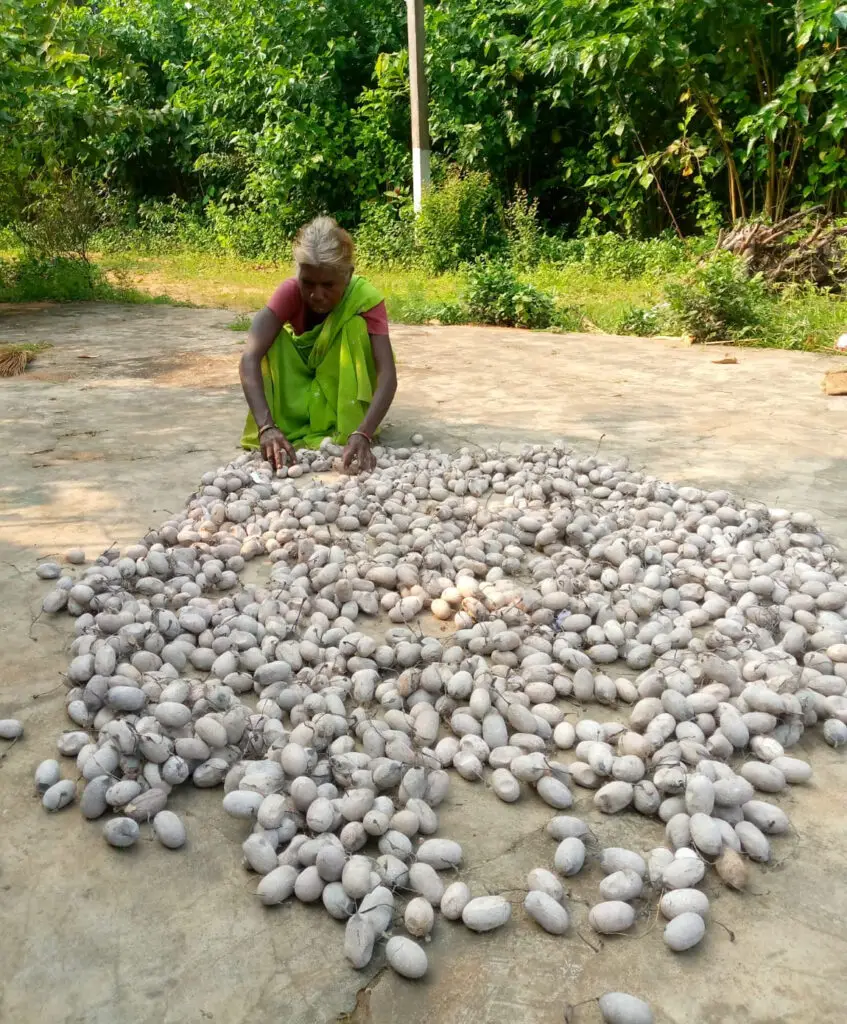 कोसा कीटपालन बना जीवन यापन का उत्तम साधन