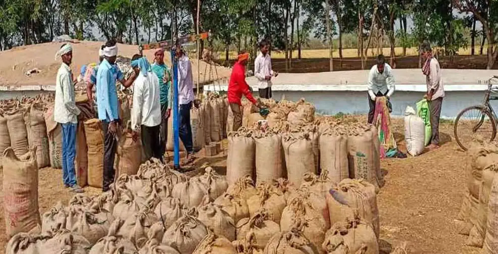 प्रदेश में अब तक 35.53 लाख मीट्रिक टन धान की हुई खरीदी, शिकायत एवं निवारण हेतु हेल्प लाइन नंबर 0771-2425463