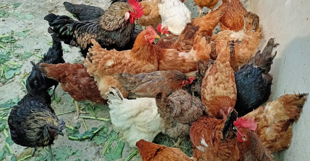 समूह की महिलायें मुर्गियां पालकर करेंगी आय अर्जित