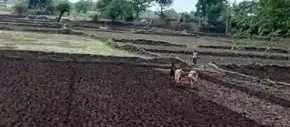 Dhan Buwai 1