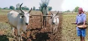 Kharif Fasal