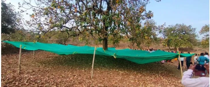 mahuaa