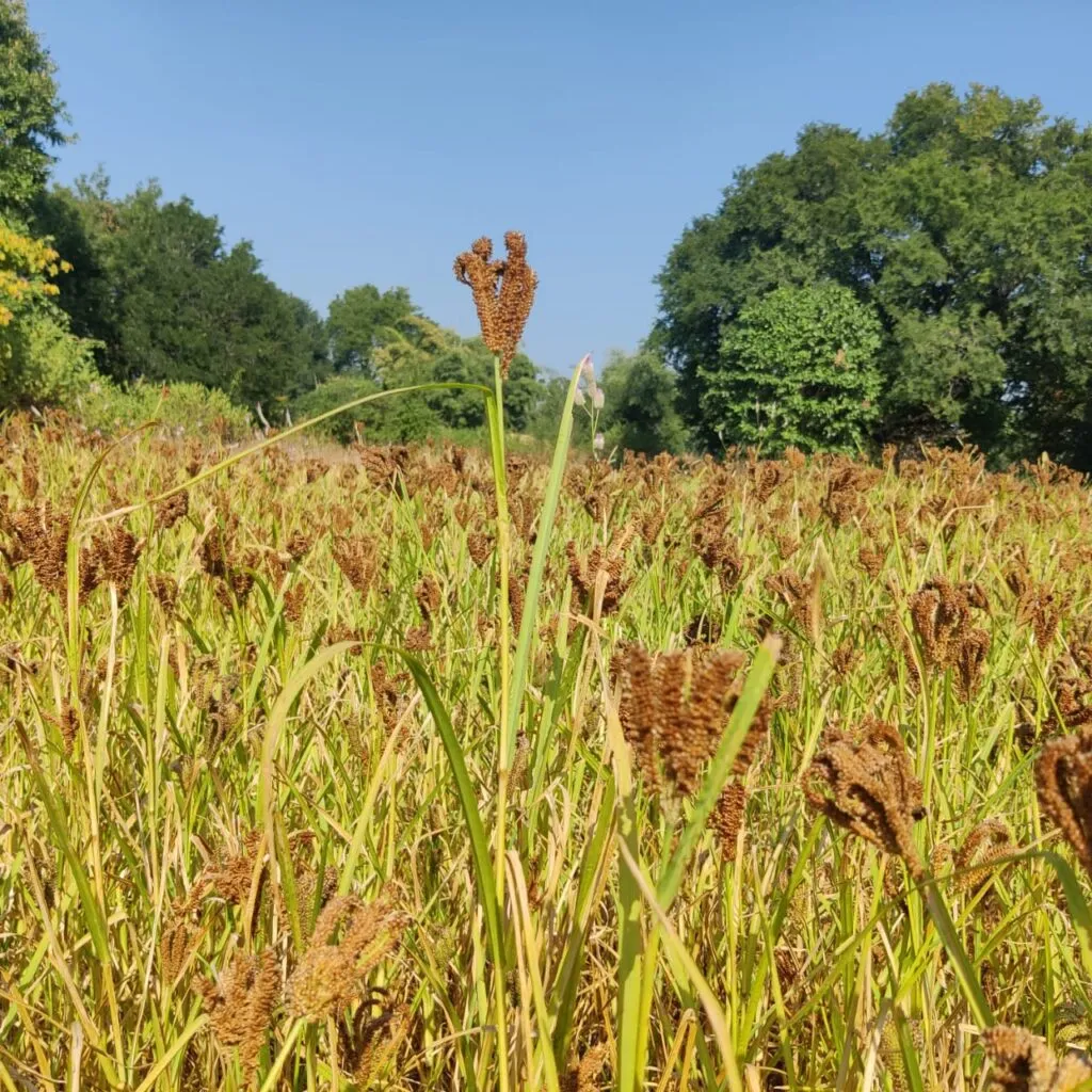 Ragi 5