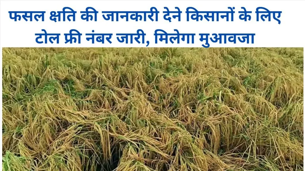 फसल क्षति की जानकारी देने किसानों के लिए टोल फ्री नंबर जारी, मिलेगा मुआवजा