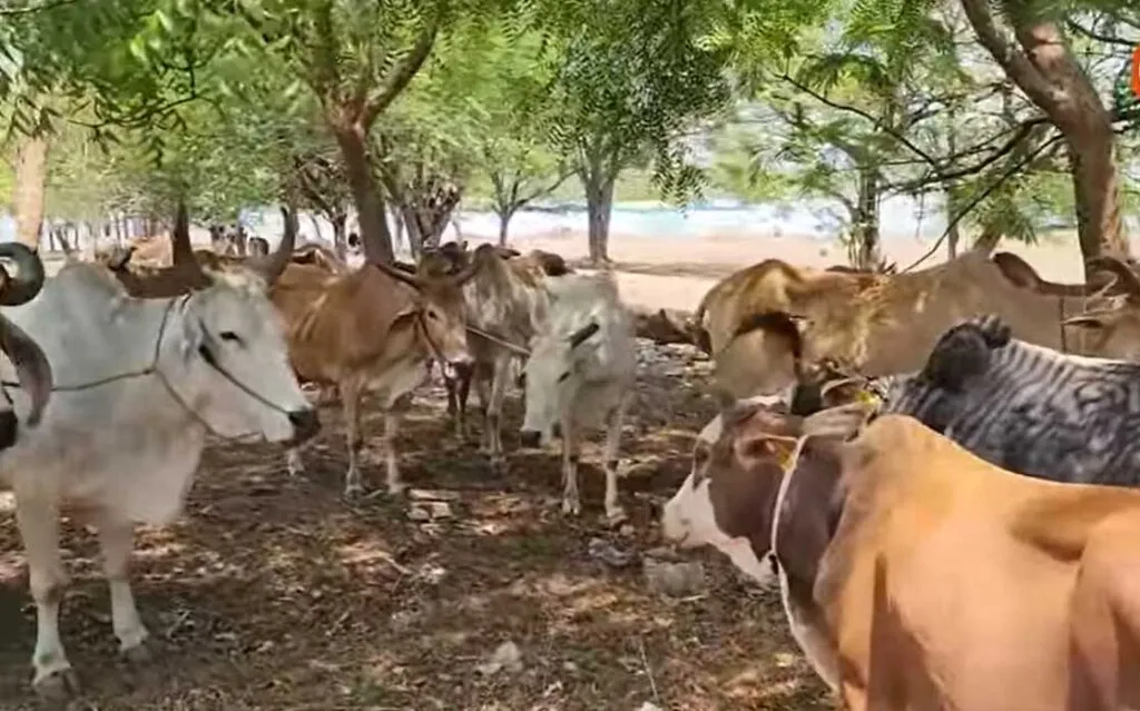 गौ-तस्करी रैकेट का भांडा फोड़, मवेशियों का किया जा रहा था कटीपार