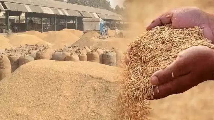 Rice