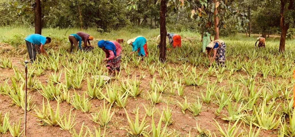 Aloevera Taiyar