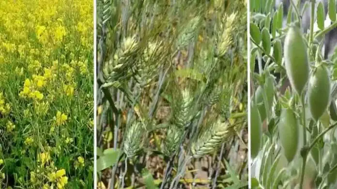 रबी फसलों के लिए 19.25 लाख हेक्टेयर रकबे में बोनी का लक्ष्य