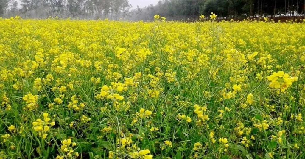 Sarso Ki Kheti