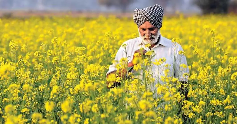 तिलहन फसलों को मिलेगा बढ़ावा, तिलहन उत्पादक कृषकों को मिलेगा लाभ