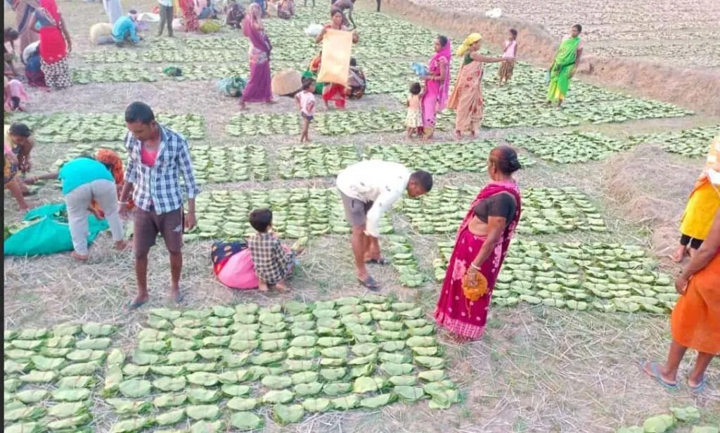 जिले के तेंदूपत्ता संग्राहकों को 13 करोड़ से अधिक का भुगतान