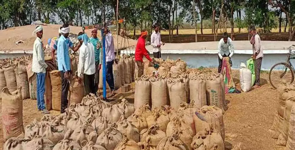 प्रदेश में अब तक 35.53 लाख मीट्रिक टन धान की हुई खरीदी, शिकायत एवं निवारण हेतु हेल्प लाइन नंबर 0771-2425463