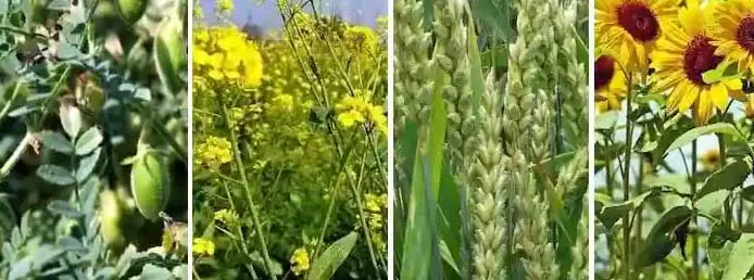 फसल चक्र परिवर्तन का दिख रहा असर, दलहन-तिलहन की बुआई में जुटे किसान